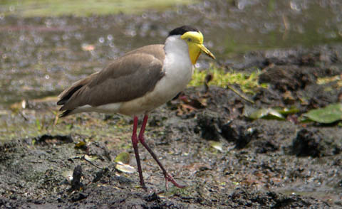 ズグロトサカゲリの鳴き声 (Masked Lapwing)_c0047906_17372230.jpg