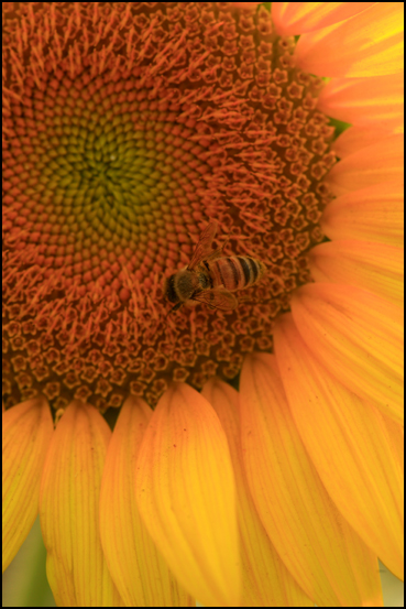 Like a Honey bee !_f0100215_11111529.jpg