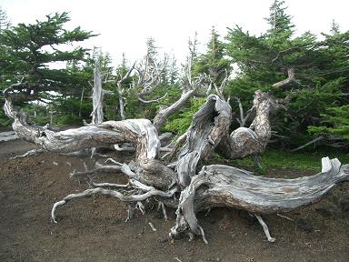 c0005619_27726.jpg