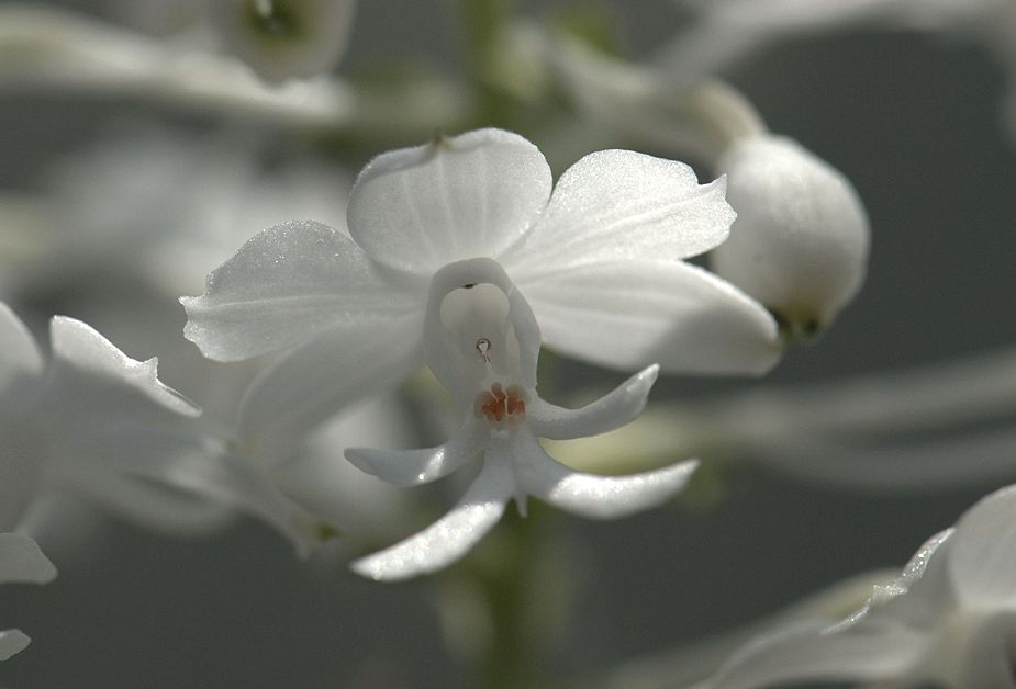 ツルラン・・・！　今回の新宿御苑で最も印象に残る花だった。_a0031821_21243029.jpg