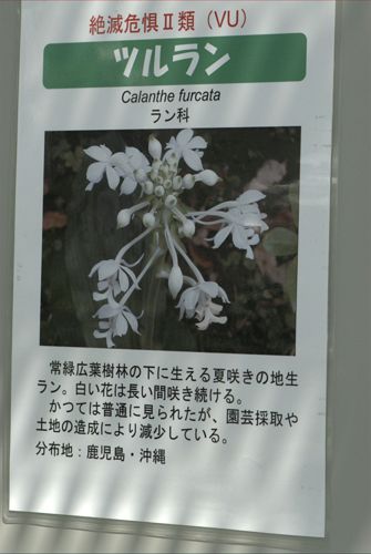 ツルラン・・・！　今回の新宿御苑で最も印象に残る花だった。_a0031821_21252634.jpg