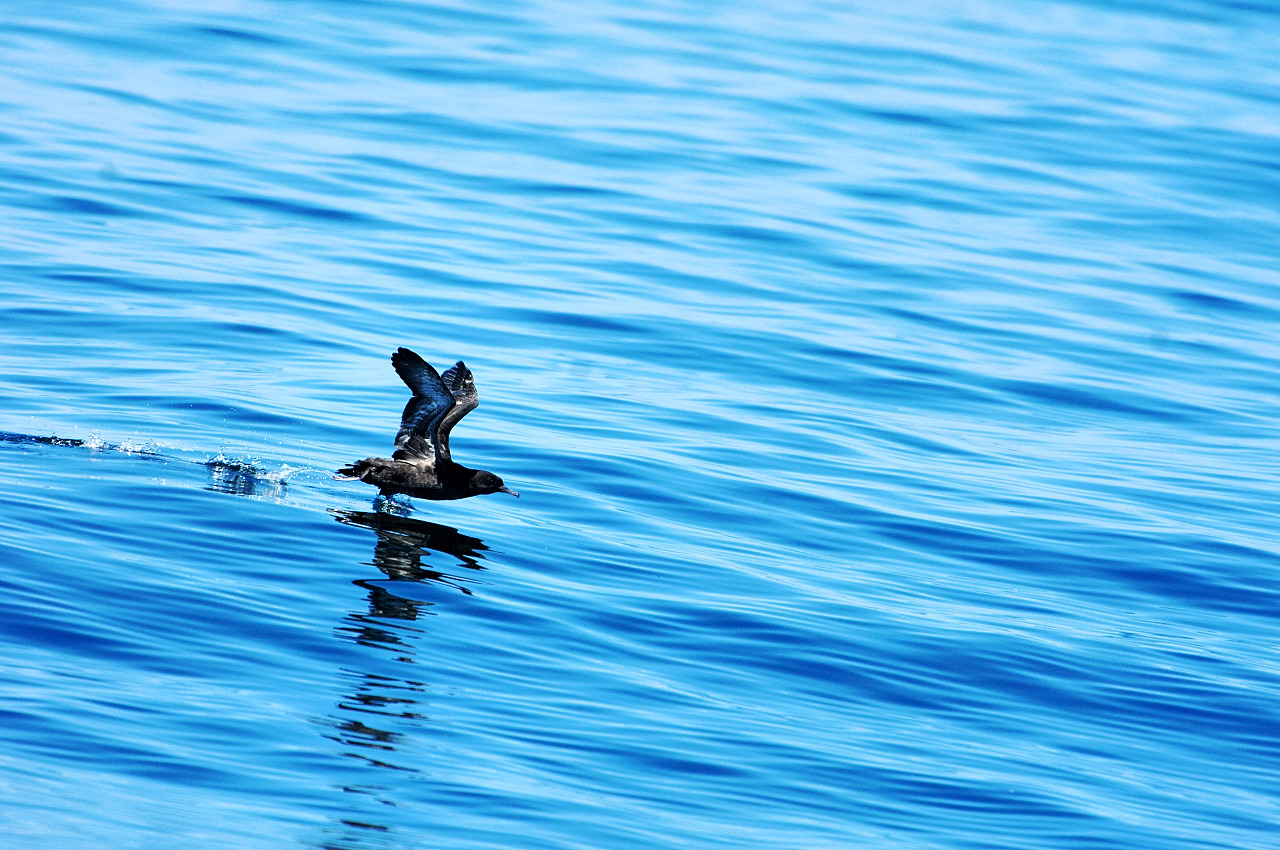 嘴細水薙鳥（ハシボソミズナギドリ）北海道_e0065438_1851724.jpg