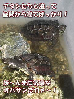 「アイツ」は外へ、サイは中に?_c0049950_2116167.jpg