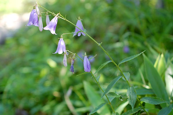 黒斑山の花々_c0043361_1265092.jpg