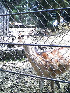 小動物のいる丸山公園、管理の改善を望む声。_e0068696_8415962.jpg