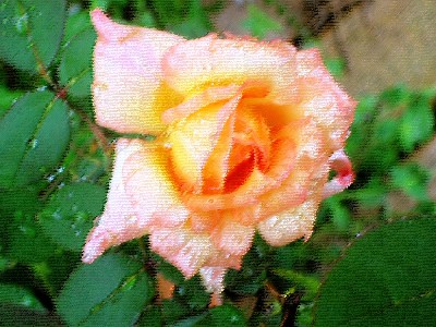 d0026200_1975325.jpg