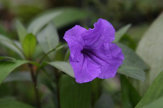 キツネノマゴ科 Acanthaceae えるだまの植物図鑑