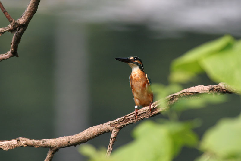 鳥類標識調査（バンディング）_f0095702_19381388.jpg