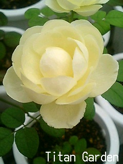 Yellow Ambridge Rose : Titan's Garden Yellow Ambridge Rose : Titan's Garden