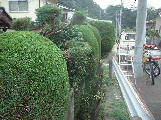 植木のゴミ片付け_f0031037_14383942.jpg