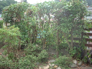 植木のゴミ片付け_f0031037_14391872.jpg