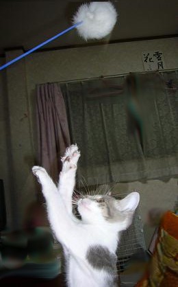 暑い~ 夏バテ~_f0002743_2274394.jpg