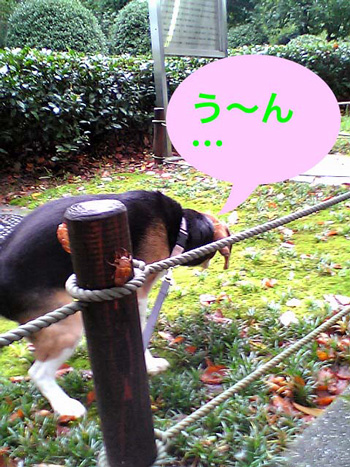 愛犬のうんのいい話_b0005652_7375139.jpg