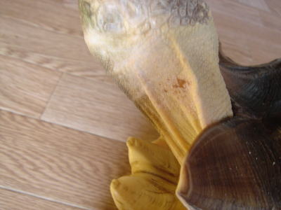 b0055276_0135280.jpg