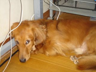 2006年8月9日 やっとつながった~~!!!_b0098584_14511831.jpg