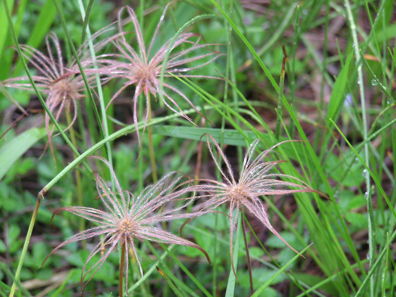 チングルマの花と果実を同時に見られるなんて_c0027285_341569.jpg