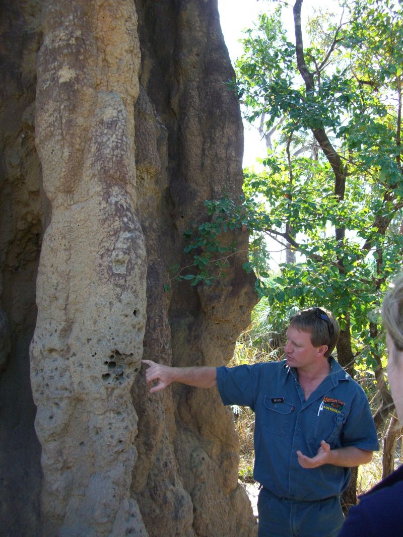 Did you know…. Termite mounds /シロアリ塚_f0090793_15363988.jpg