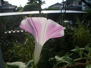 b0061107_83512.jpg