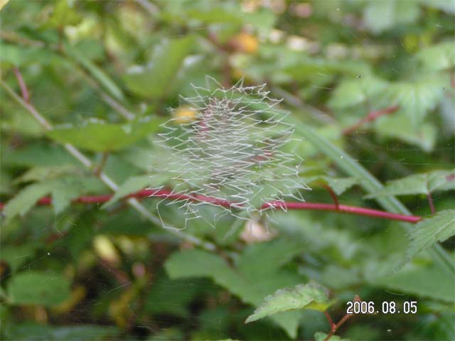 不思議な模様がある？と近寄ってみたら蜘蛛の隠れ帯_b0025008_236411.jpg