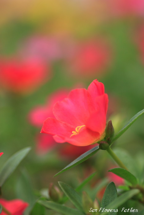 久し振りの花の画像_b0074329_2005564.jpg