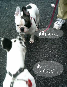 先輩犬を敬いましょう。_a0052736_13181780.jpg