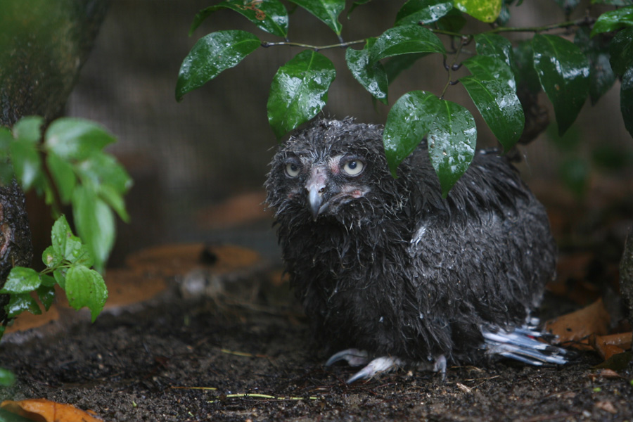 王子動物園65_e0060169_20381615.jpg