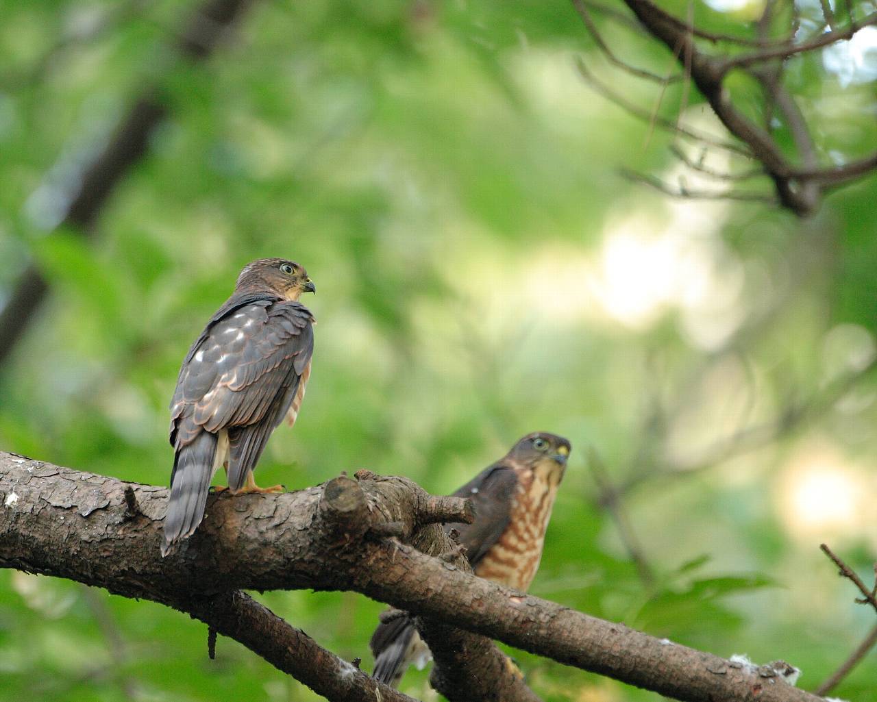 ツミの兄弟 猛禽のかっこいい壁紙 Life With Birds 3