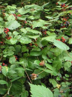 f0069775_013359.jpg