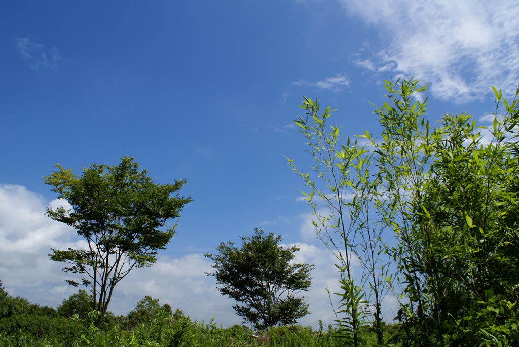 e0071178_1145366.jpg
