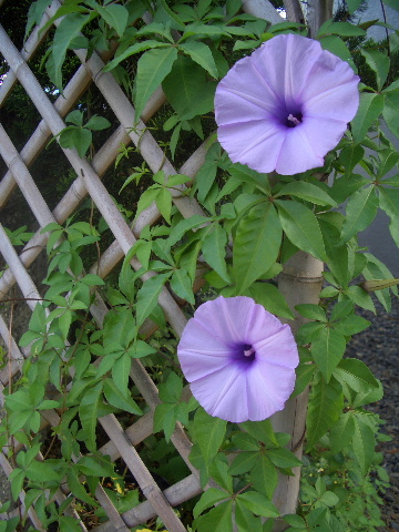 d0050007_2213291.jpg