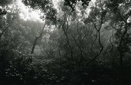 8　森_f0036209_18505418.jpg