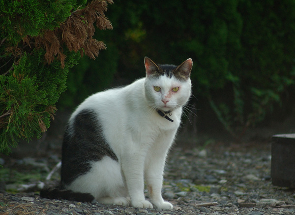 ねこ    　　　　　　そんなに睨まないで・・・_d0072720_15382271.jpg