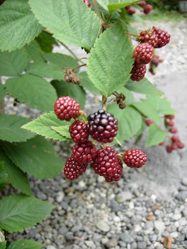 b0089338_2334357.jpg