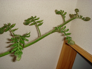 c0076141_20403032.jpg