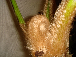 c0076141_2041898.jpg