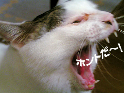 信じられない事が！_a0028451_1485573.jpg
