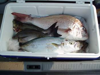 先週の釣果_a0077071_7565626.jpg