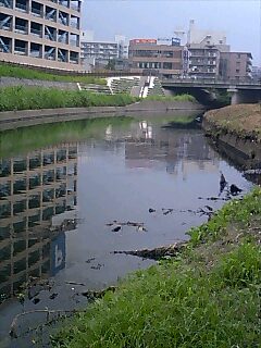 芝川のコイをフライで釣ってみたい めんそーれ かわぐちcity