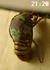 f0108133_7363020.jpg