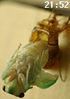 f0108133_7555999.jpg