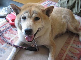 久しぶりの雨。久しぶりの室内犬。_c0049950_20364547.jpg