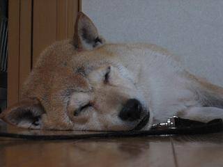 久しぶりの雨。久しぶりの室内犬。_c0049950_20385321.jpg
