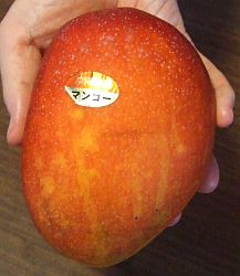 マンゴーかぶれ うまこの天袋 マンゴーかぶれ うまこの天袋