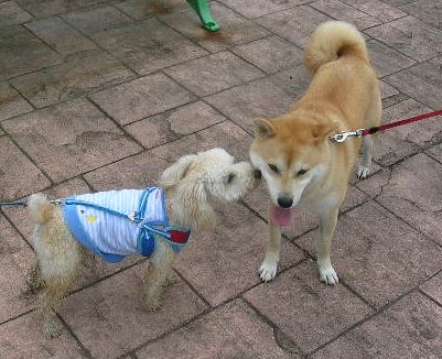2006年8月12日(土)・・・お盆の虹_f0060461_19295687.jpg