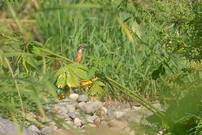 明野のヒマワリ_f0053272_1224758.jpg