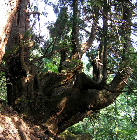 北山1 片波の巨大台杉_e0048413_1625339.jpg