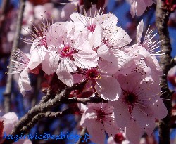 満開の桜並木_c0035816_200447.jpg