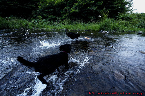 溺れても川が好きな犬_b0086920_23114720.jpg