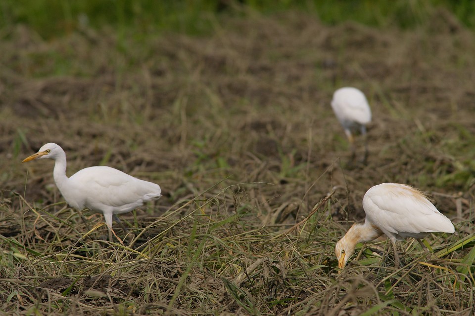 アマサギの群れ_d0031745_224337100.jpg