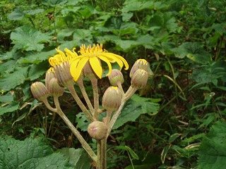 d0048350_2011196.jpg